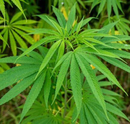 cannabis seo agency